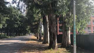 Гостевой дом Гостевой дом Гринвуд Пицунда-3